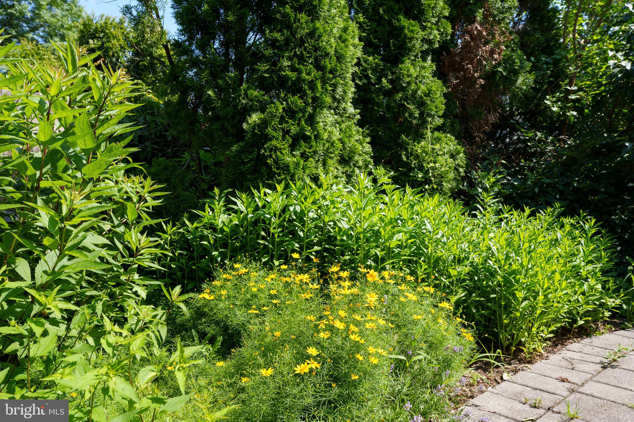 44 Wiggins Street Princeton, NJ 08540 - Photo 38 of 41 Back yard