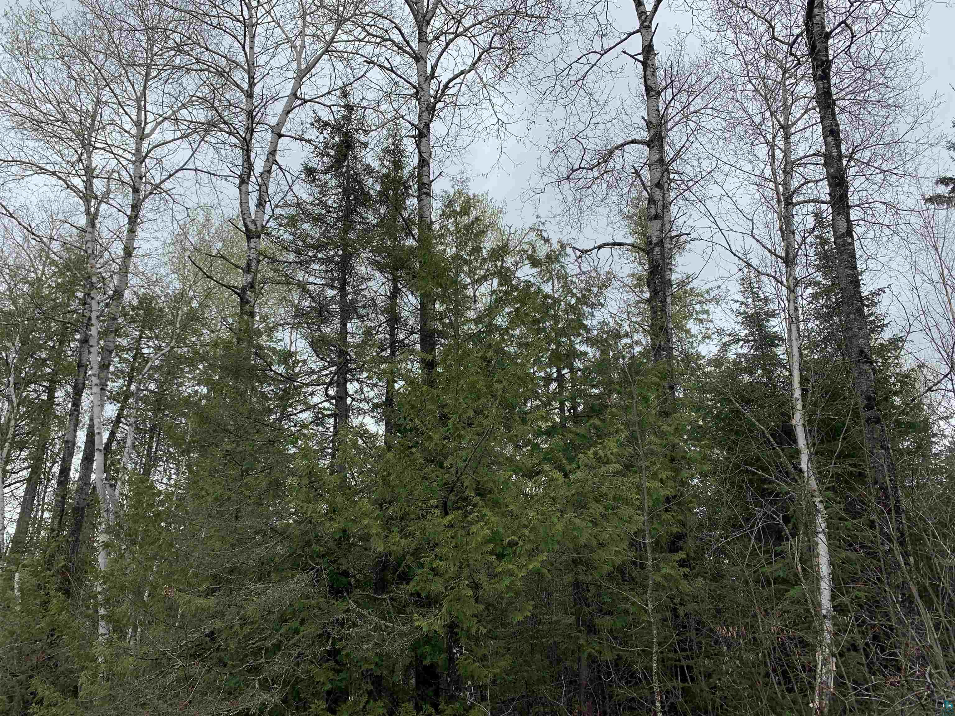 Xxx Reason Road Hovland, MN 55606 - Photo 7 of 9 Gallery Image 7
