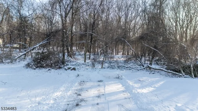 a view of a dry yard with trees