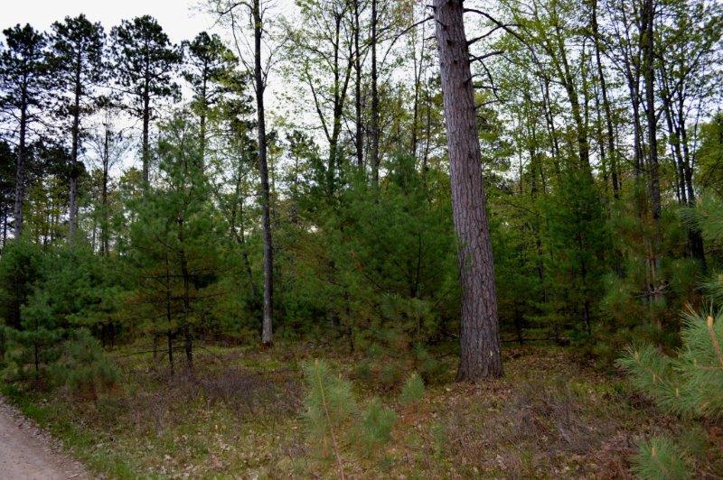 On Wakefield Lake Road, Unit LOT 2 St. Germain, WI 54558 - Photo 5 of 15 Gallery Image 5