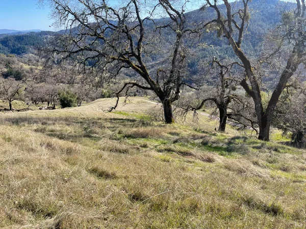 a view of large trees with a wooden fence