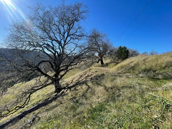 a view of a dry yard with trees