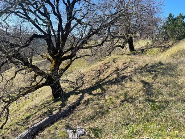 a view of a large tree in a yard