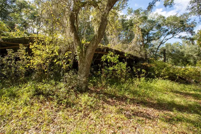 a view of a forest filled with trees