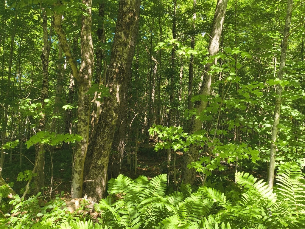 Lot1 Holcomb Road Chester, MA 01011 - Photo 2 of 3