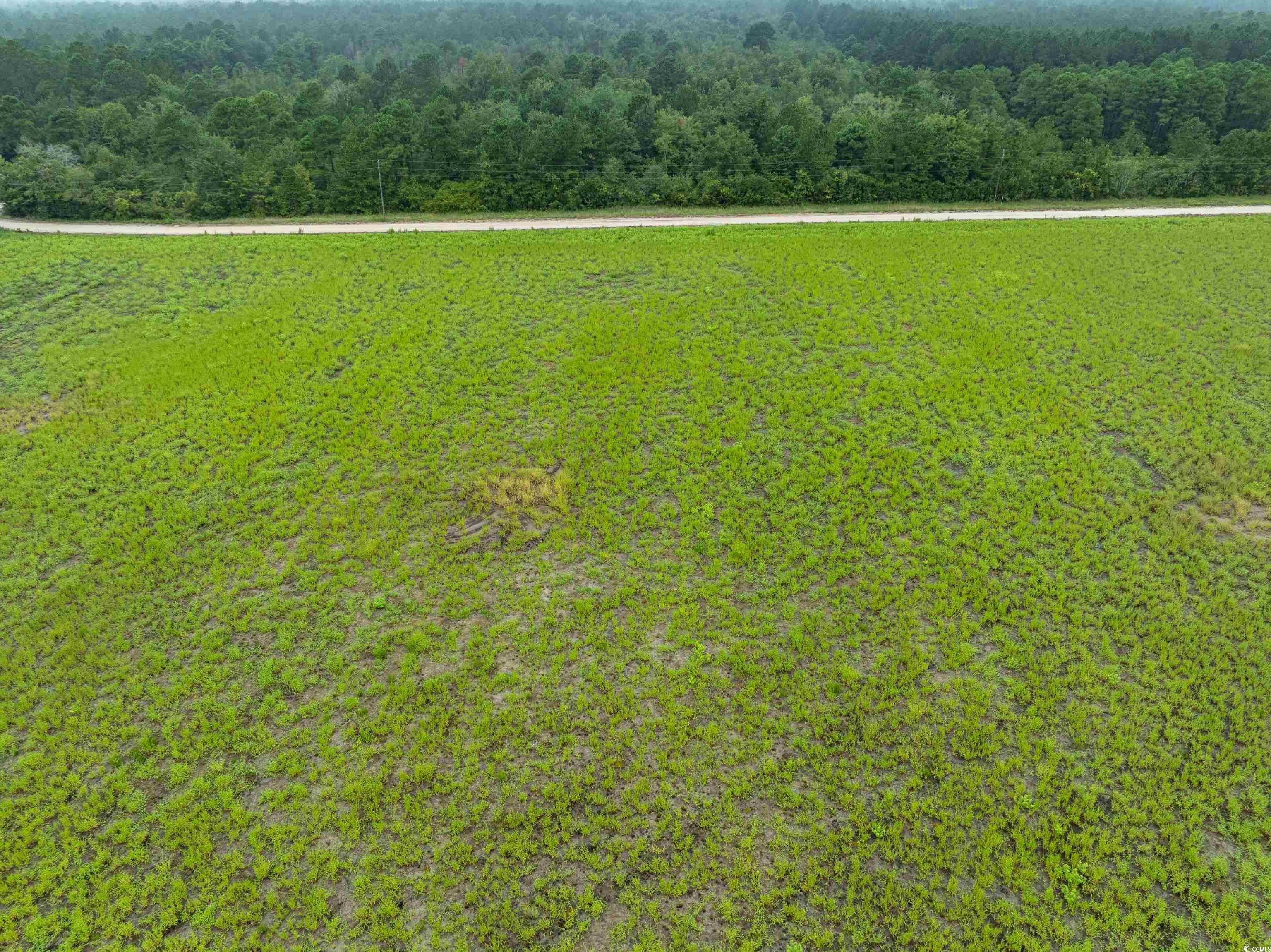 Tbd Lot 6 Tbd Road Loris, SC 29569 - Photo 3 of 4 Bird's eye view of a forest