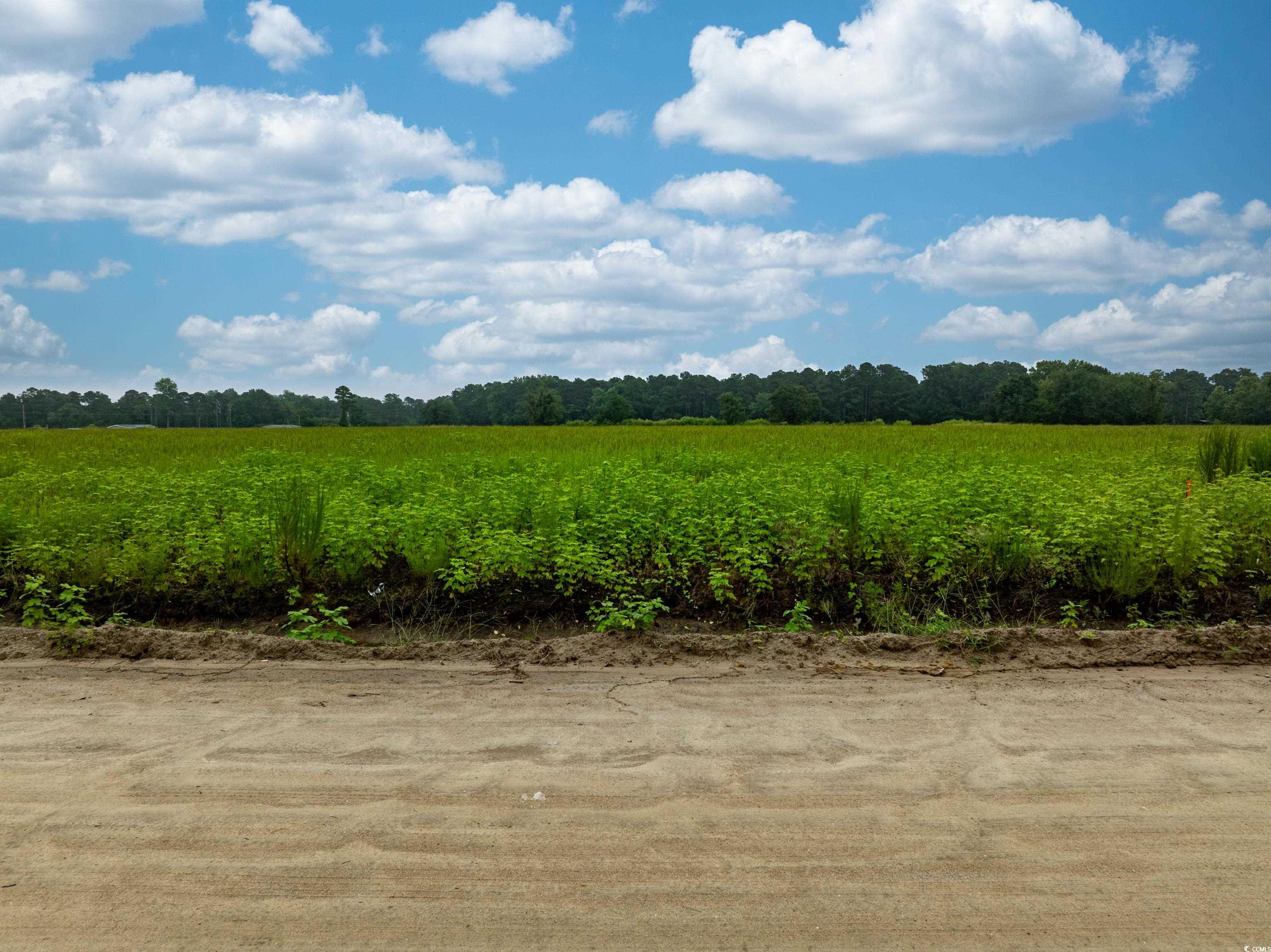 Tbd Lot 6 Tbd Road Loris, SC 29569 - Photo 4 of 4 View of local wilderness with rural landscape