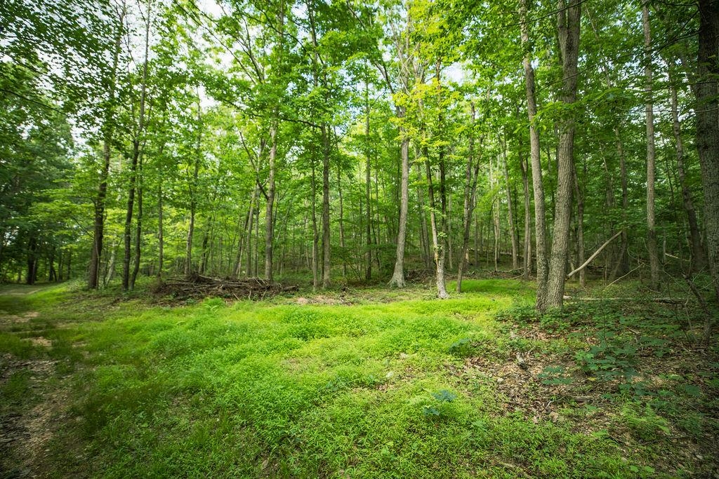 Tbd Calf Mountain Road Waynesboro, VA 22980 - Photo 36 of 36
