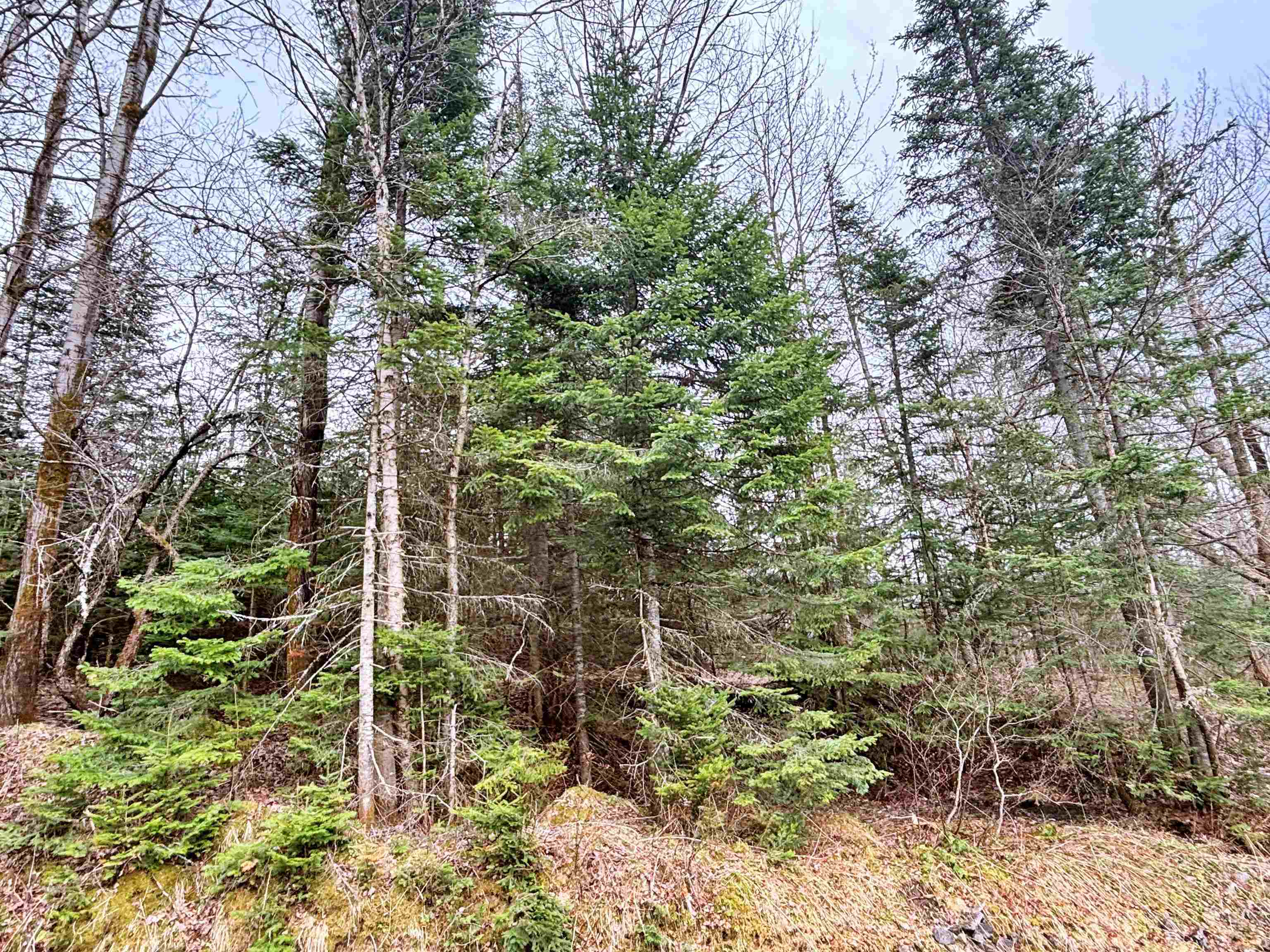 0 Forest Lake Road Canaan, VT 05903 - Photo 11 of 14