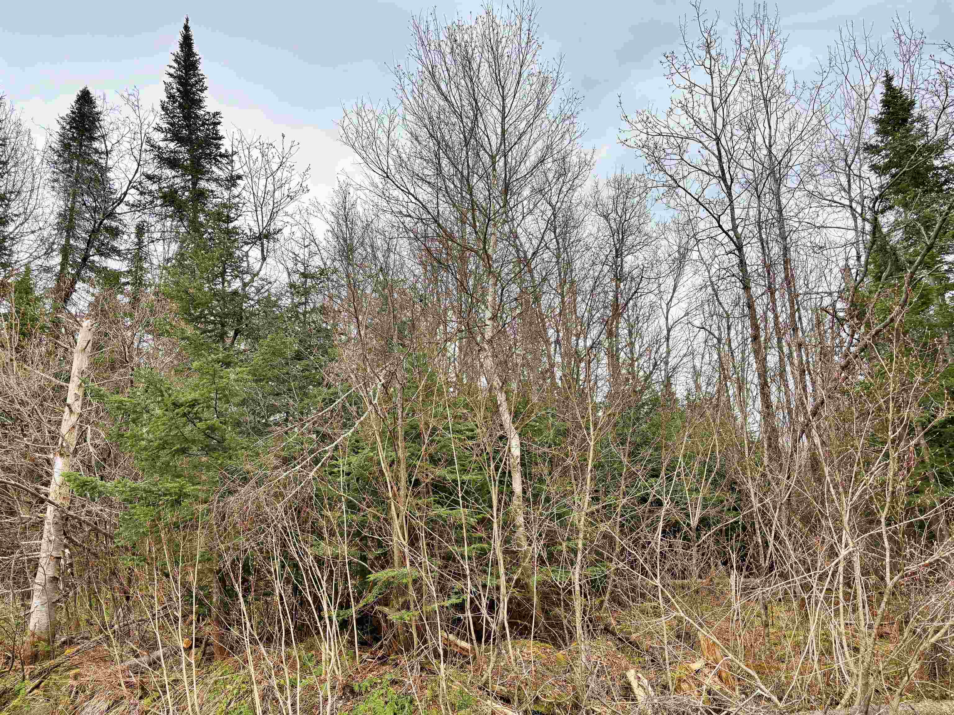 0 Forest Lake Road Canaan, VT 05903 - Photo 3 of 14