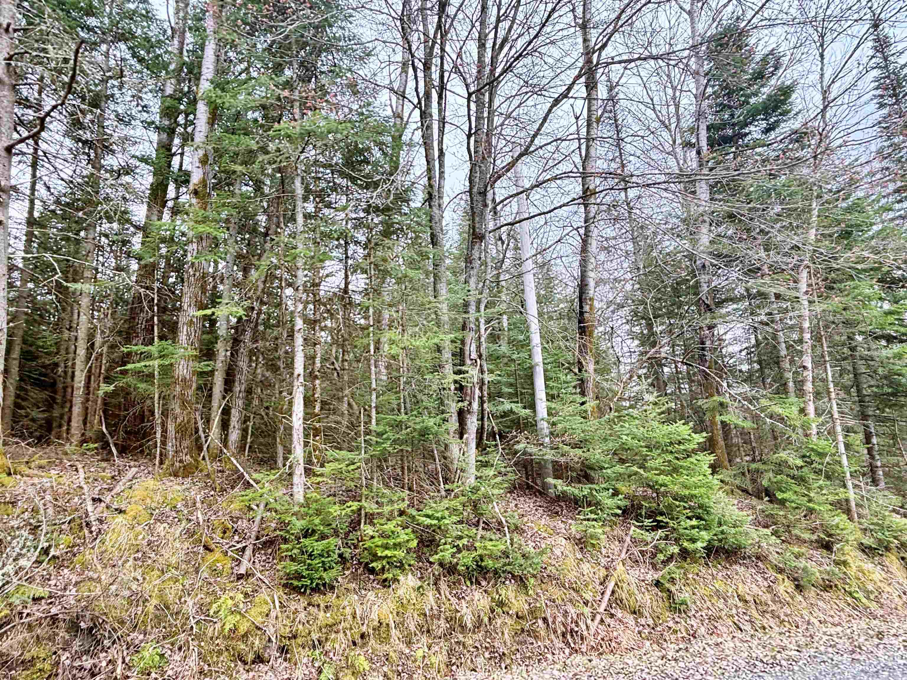0 Forest Lake Road Canaan, VT 05903 - Photo 4 of 14
