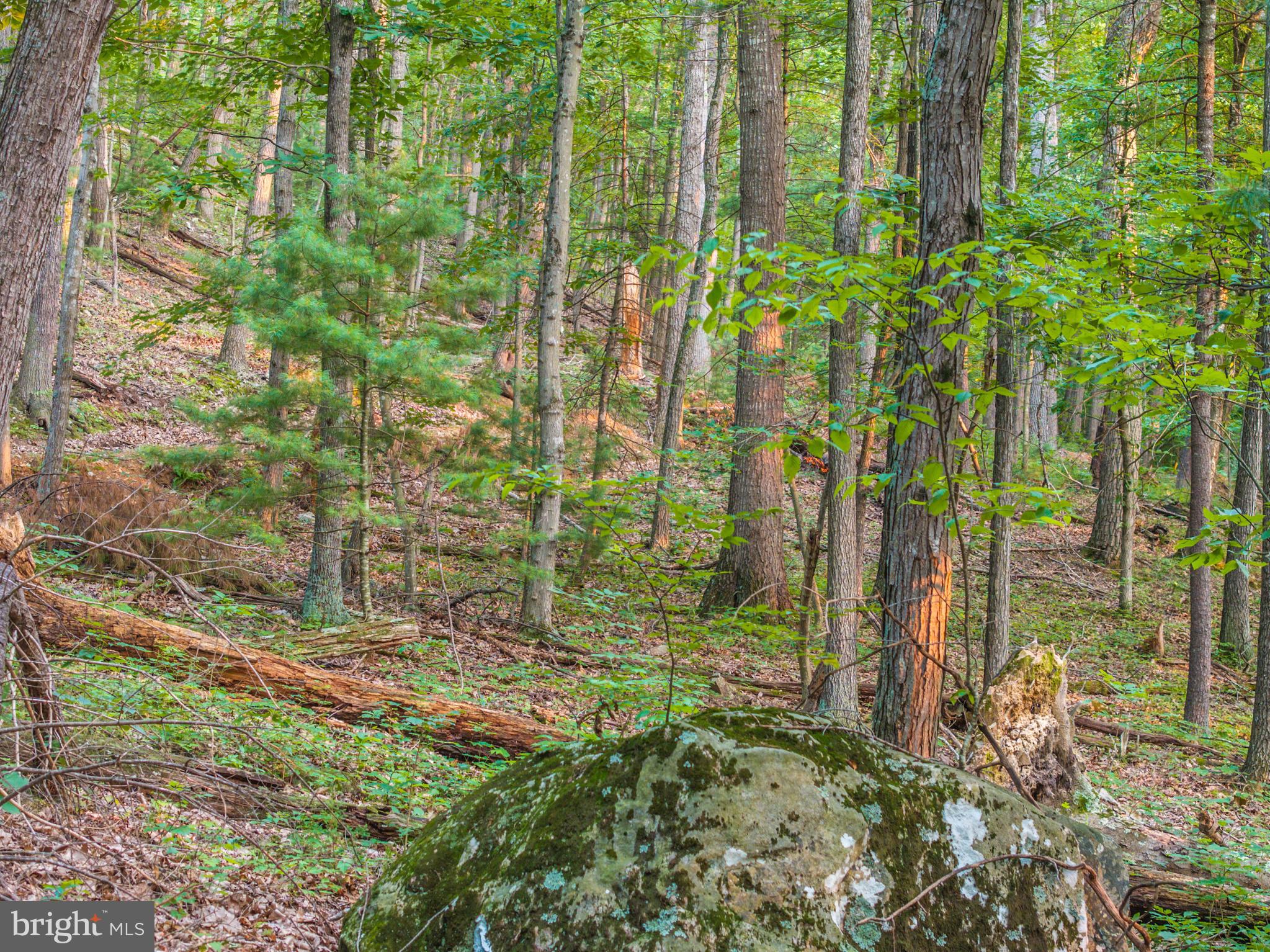 North Mountain Road Fulks Run, VA 22830 - Photo 57 of 73 a view of a garden with a tree
