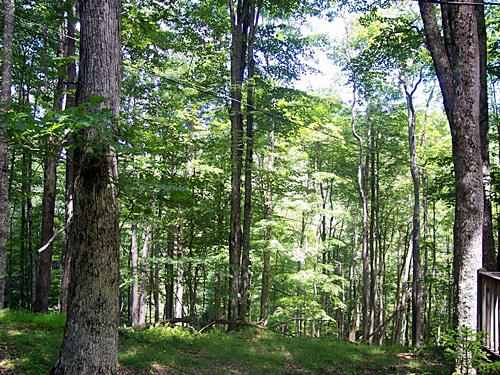 6 Back Allegheny Mtn Road Durbin, WV 26264 - Photo 21 of 22 Gallery Image 21