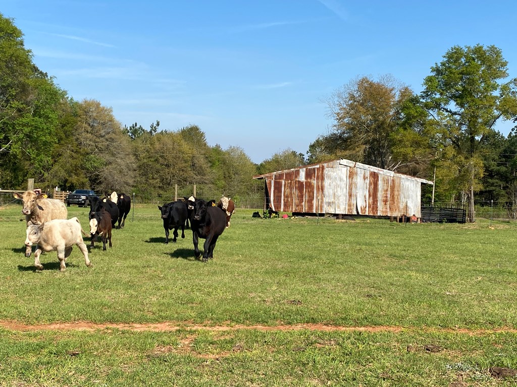 0 Co Road Abbeville, AL 36310 - Photo 4 of 53