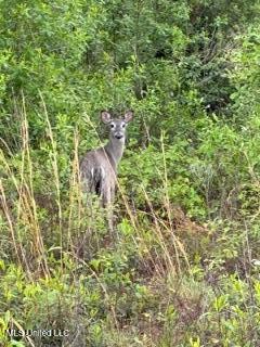 Nhn River Road Gulfport, MS 39503 - Photo 46 of 48 Wildlife