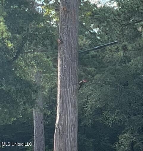 Nhn River Road Gulfport, MS 39503 - Photo 47 of 48 Wildlife