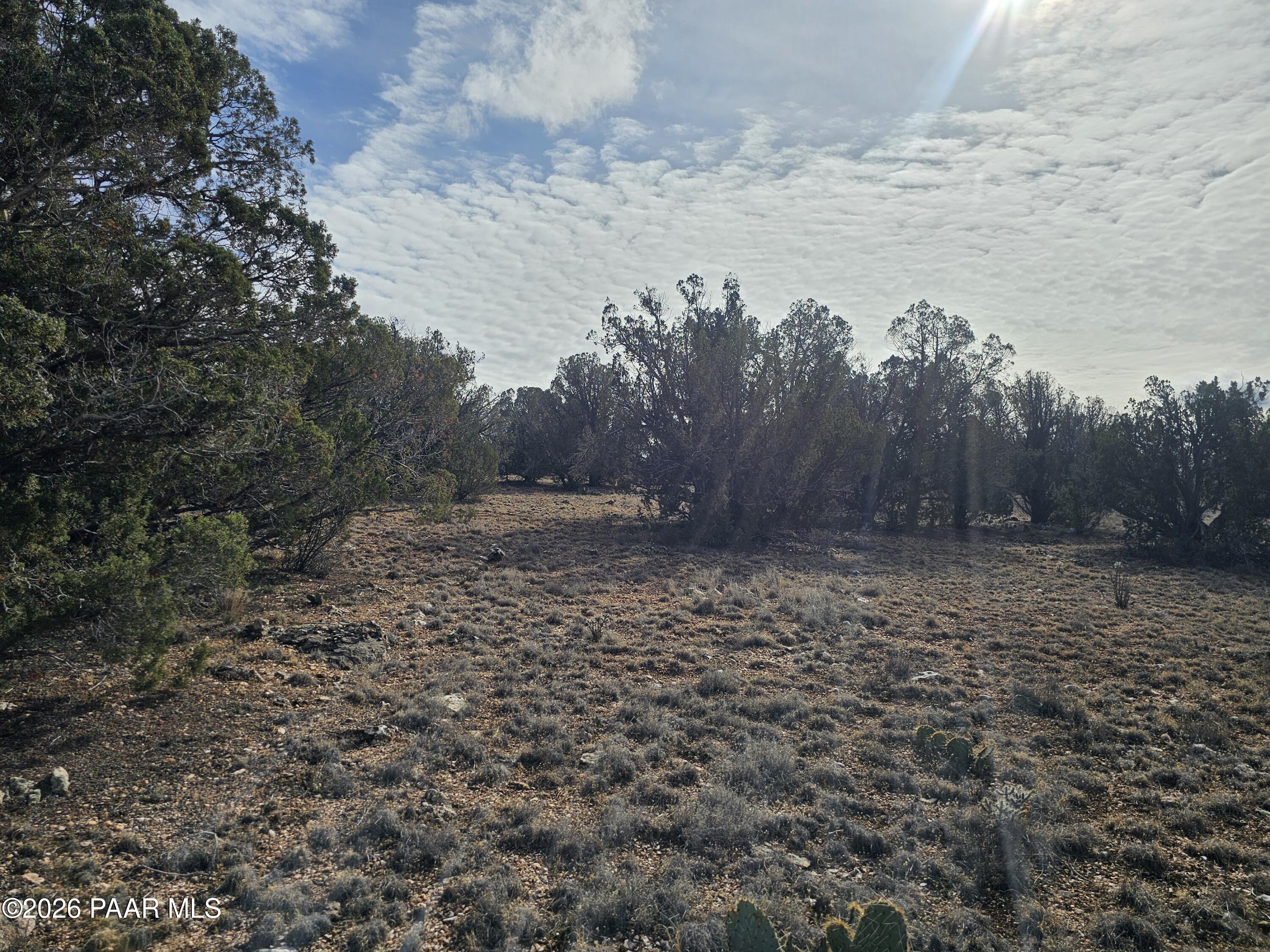 56056 North Bridge Canyon Road Seligman, AZ 86337 - Photo 2 of 11 a view of a dry yard with trees