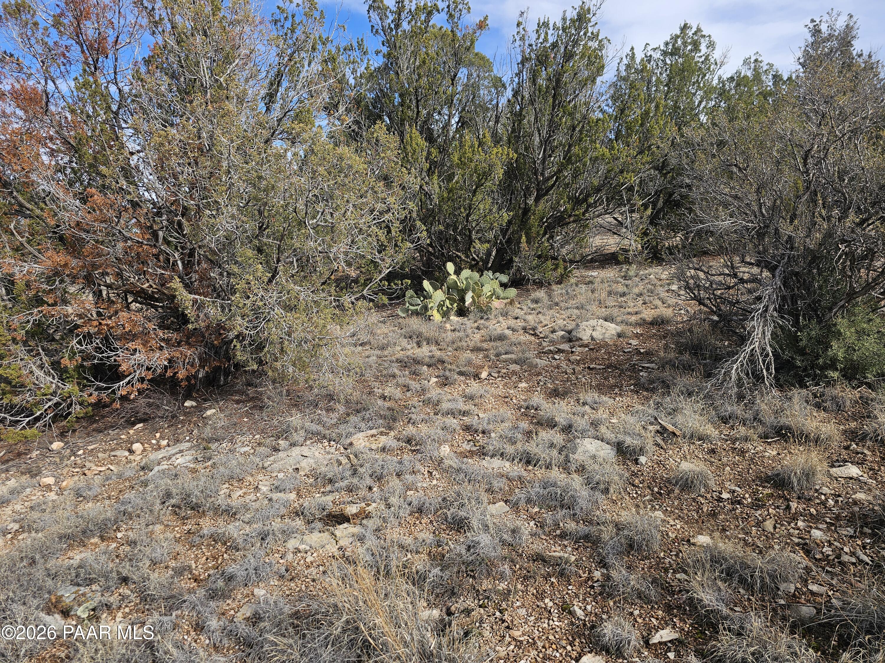 56056 North Bridge Canyon Road Seligman, AZ 86337 - Photo 6 of 11 a view of a yard with a tree