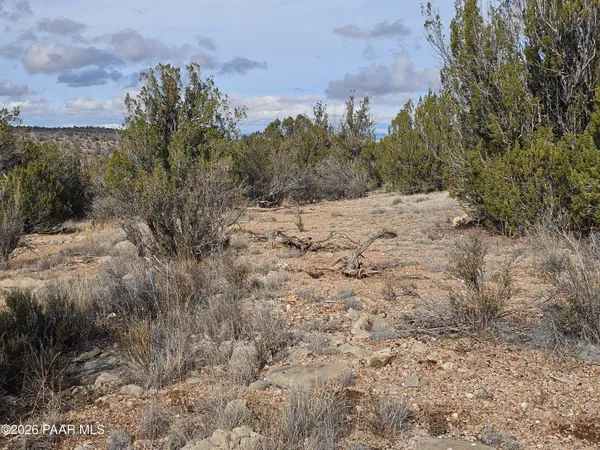a view of a dry yard covered with trees