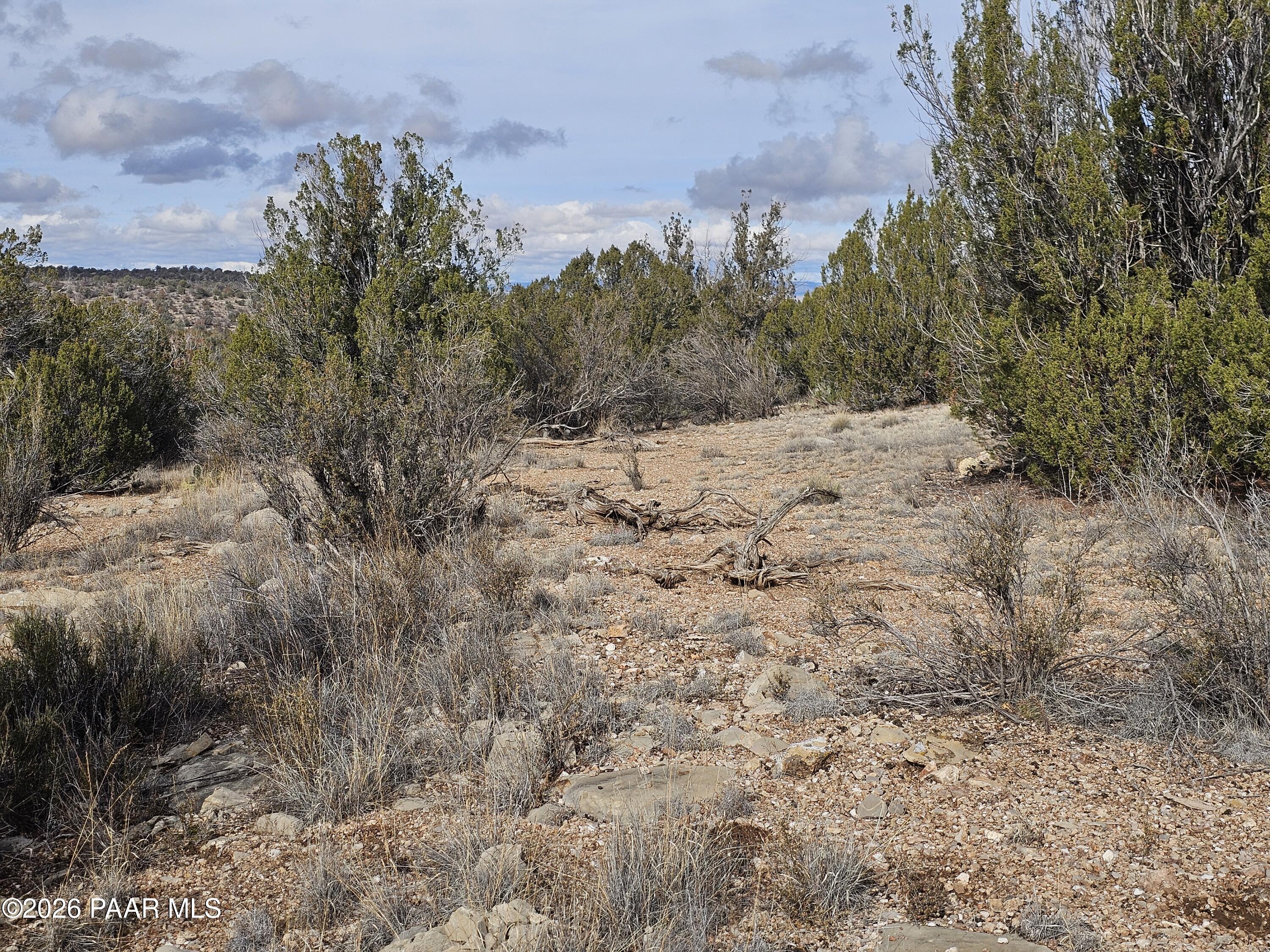 56056 North Bridge Canyon Road Seligman, AZ 86337 - Photo 8 of 11 a view of a dry yard covered with trees