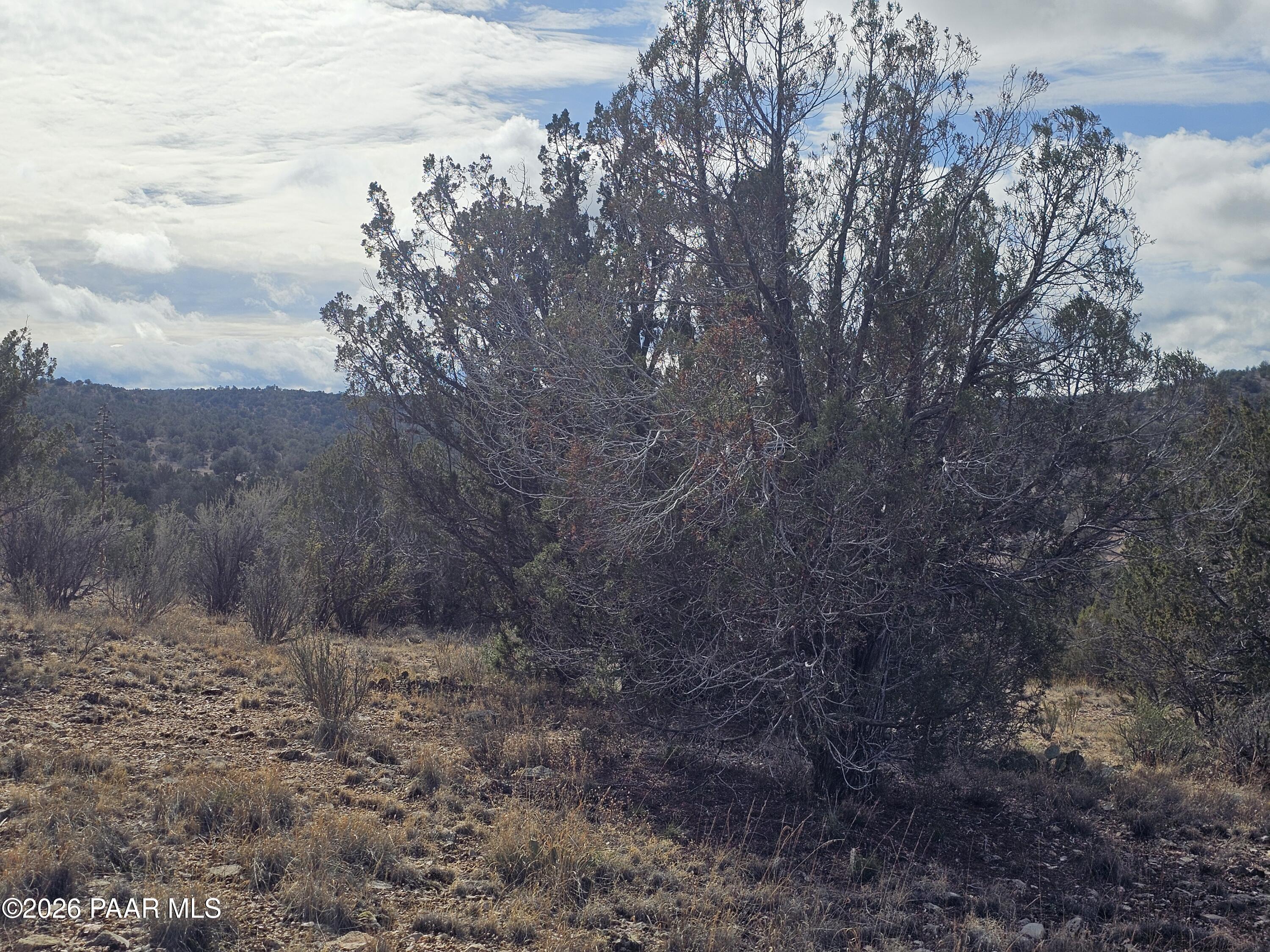 56056 North Bridge Canyon Road Seligman, AZ 86337 - Photo 9 of 11 a view of a dry yard