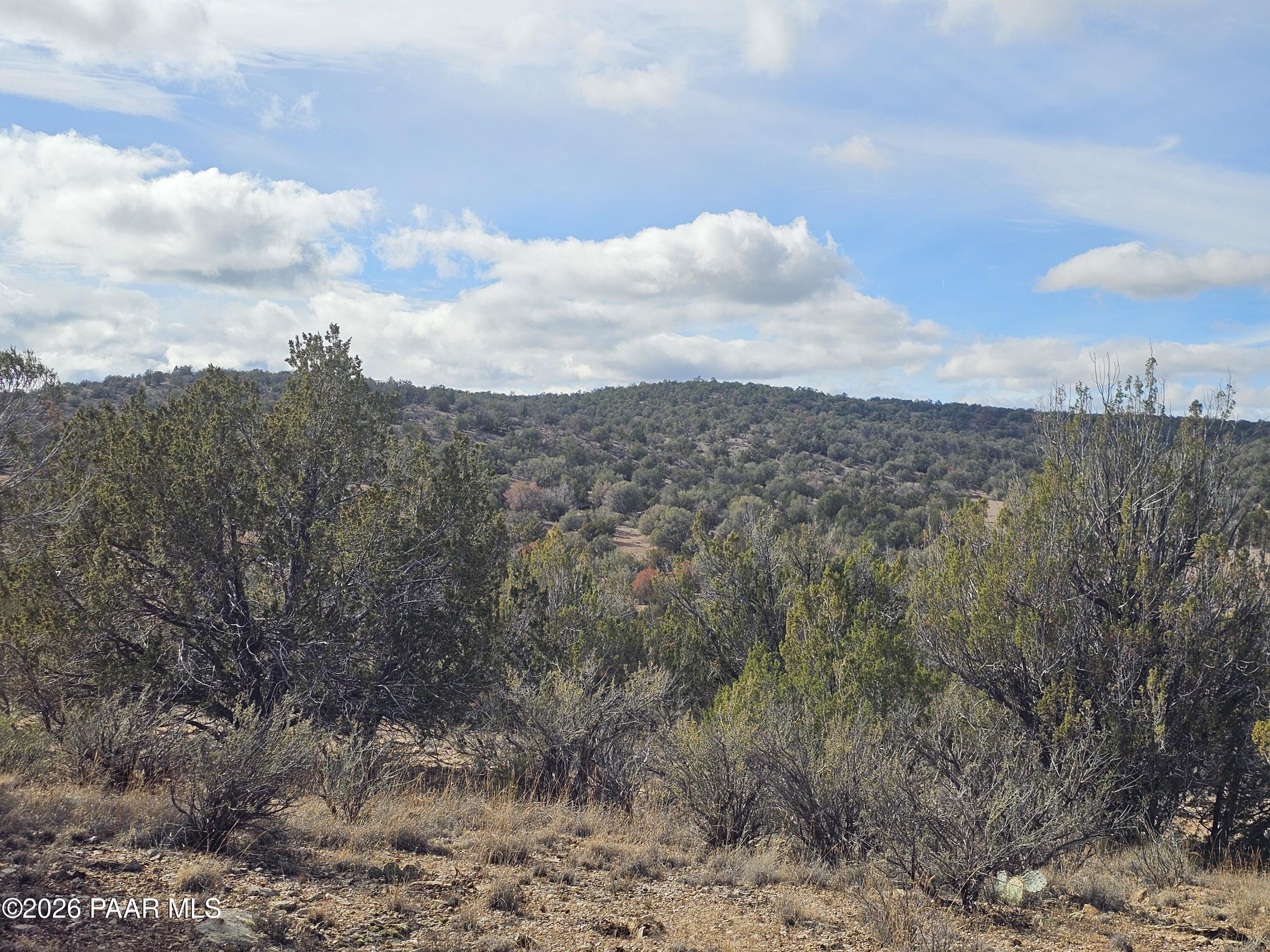 56056 North Bridge Canyon Road Seligman, AZ 86337 - Photo 10 of 11 a view of a dry yard with trees