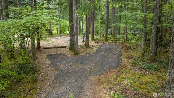 a view of a forest with trees in the background