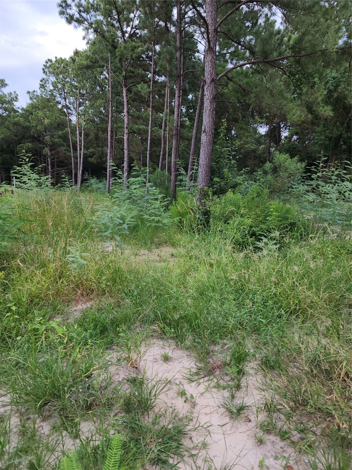 Tbd /0 West Hardy Road Houston, TX 77073 - Photo 6 of 8 a view of outdoor space with green field and trees
