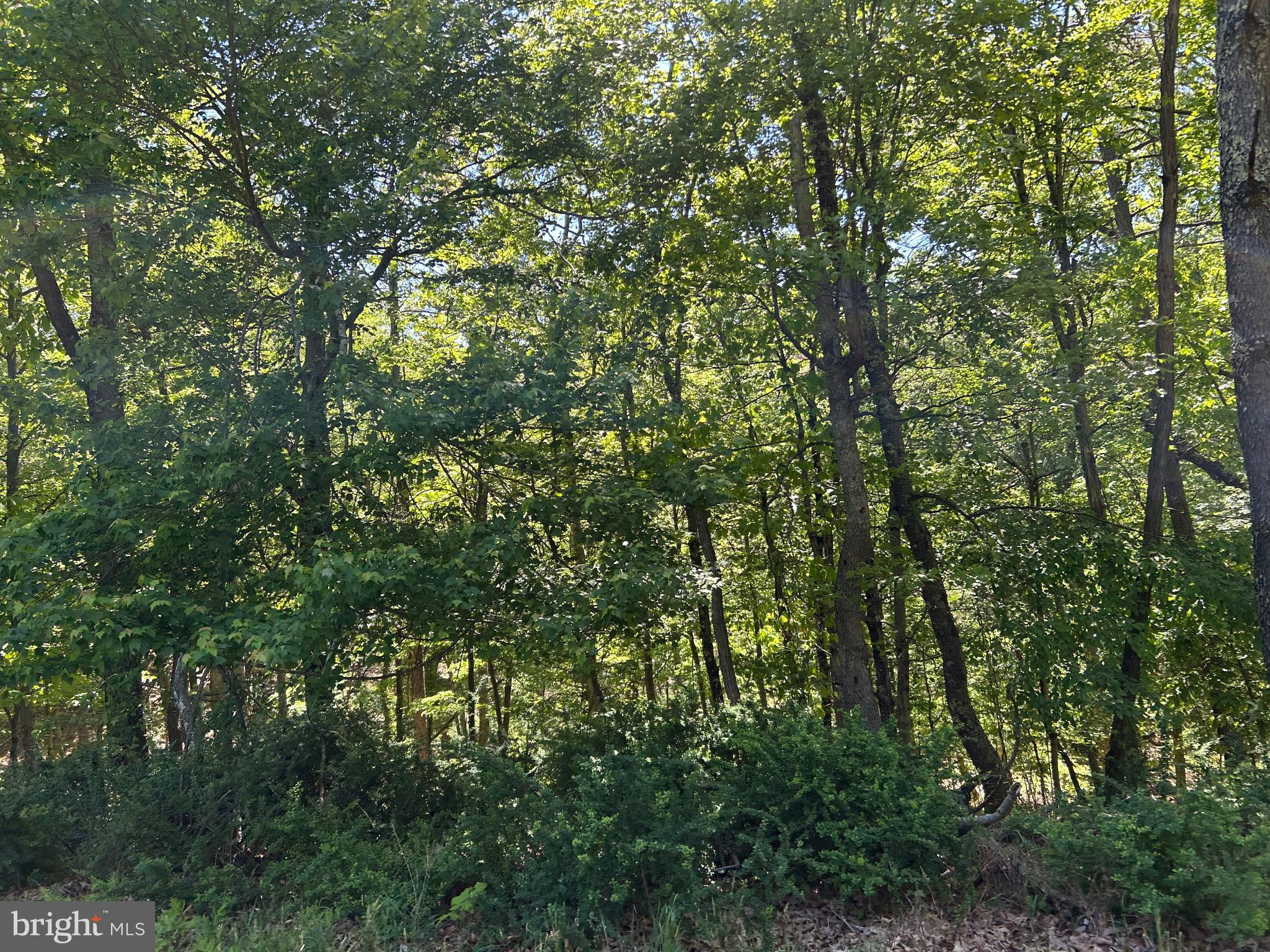 South Timber Ridge Road Cross Junction, VA 22625 - Photo 12 of 32 a view of a lush green forest