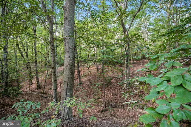 a view of a tree in the middle of a yard