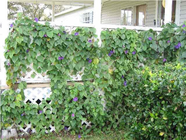 19847 Vaughn Road Seminole, AL 36574 - Photo 23 of 24 PORCH RAILING
