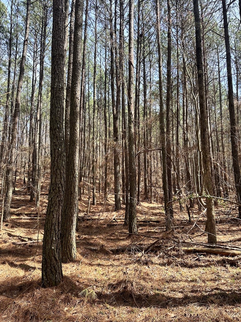 0 Southwest Autry Road Plainville, GA 30733 - Photo 5 of 6 Gallery Image 5