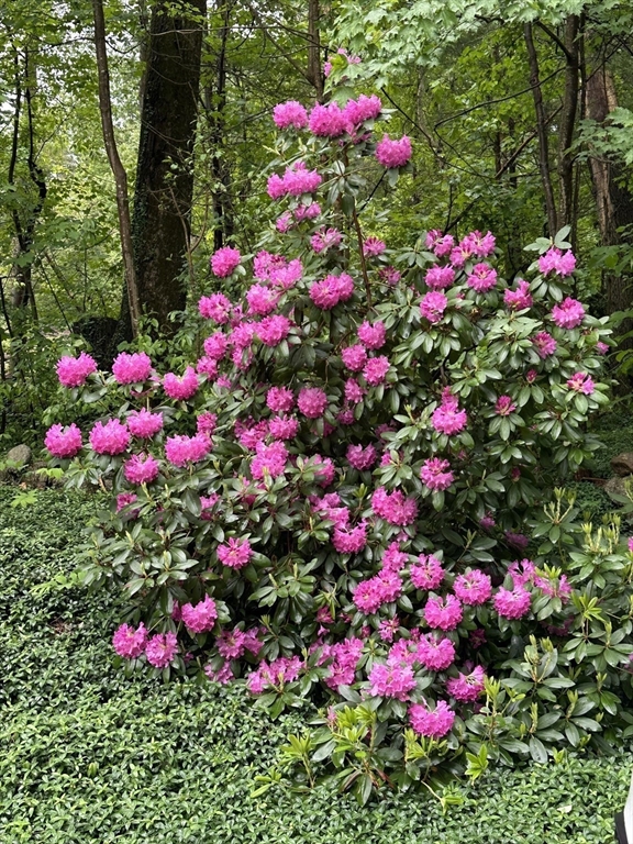 124 Brimfield Road Monson, MA 01057 - Photo 23 of 36 a view of a flower in a flower garden