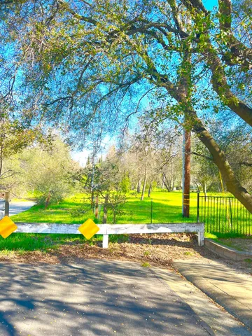 a view of a park with large trees and plants