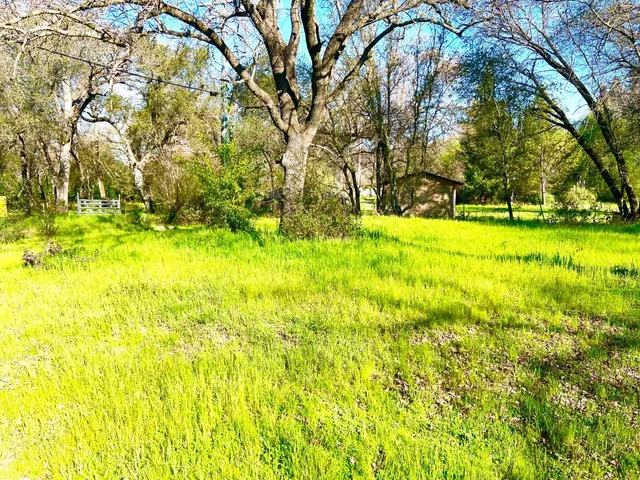 a view of yard with trees