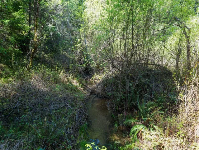 a view of a forest with a tree