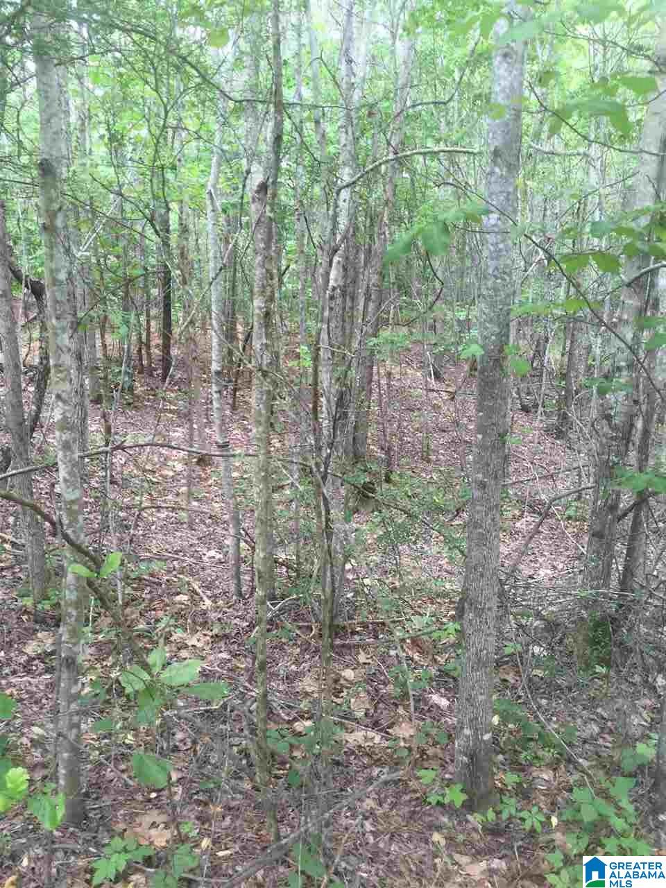 0 Rendalia Motorway, Unit 29 ACRES Talladega, AL 35160 - Photo 4 of 21