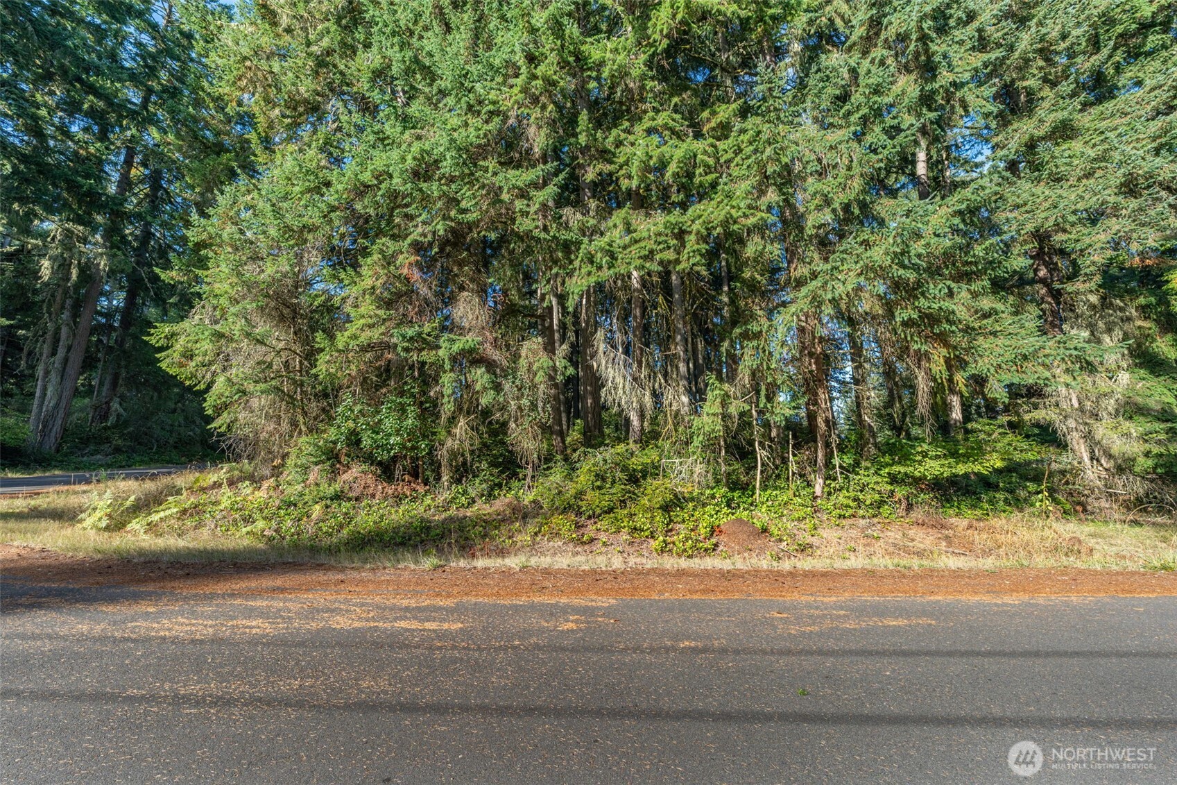 10102 104th Avenue Anderson Island, WA 98303 - Photo 2 of 8 a small yard with green space