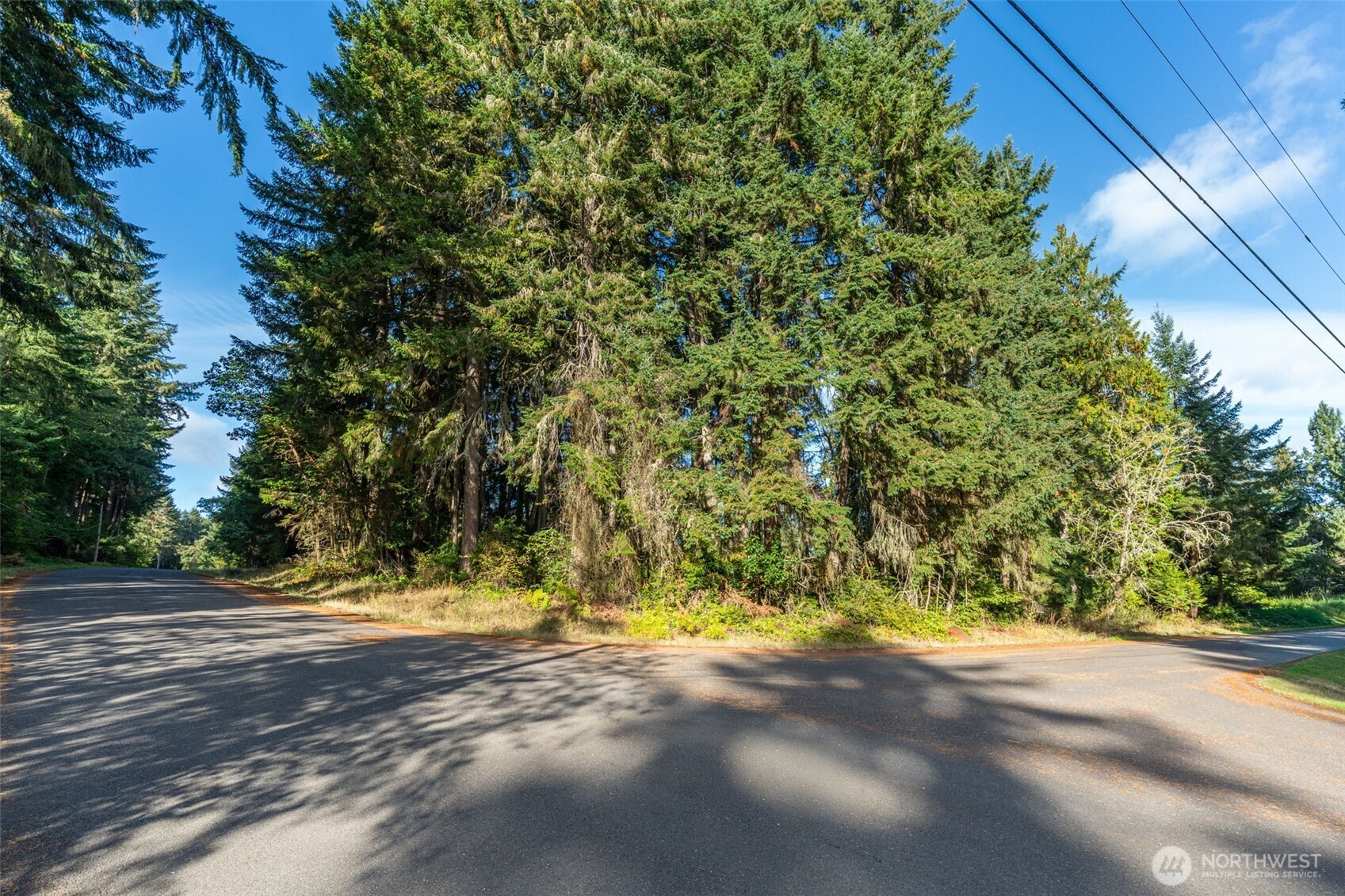 10102 104th Avenue Anderson Island, WA 98303 - Photo 3 of 8 a view of yard with yellow space