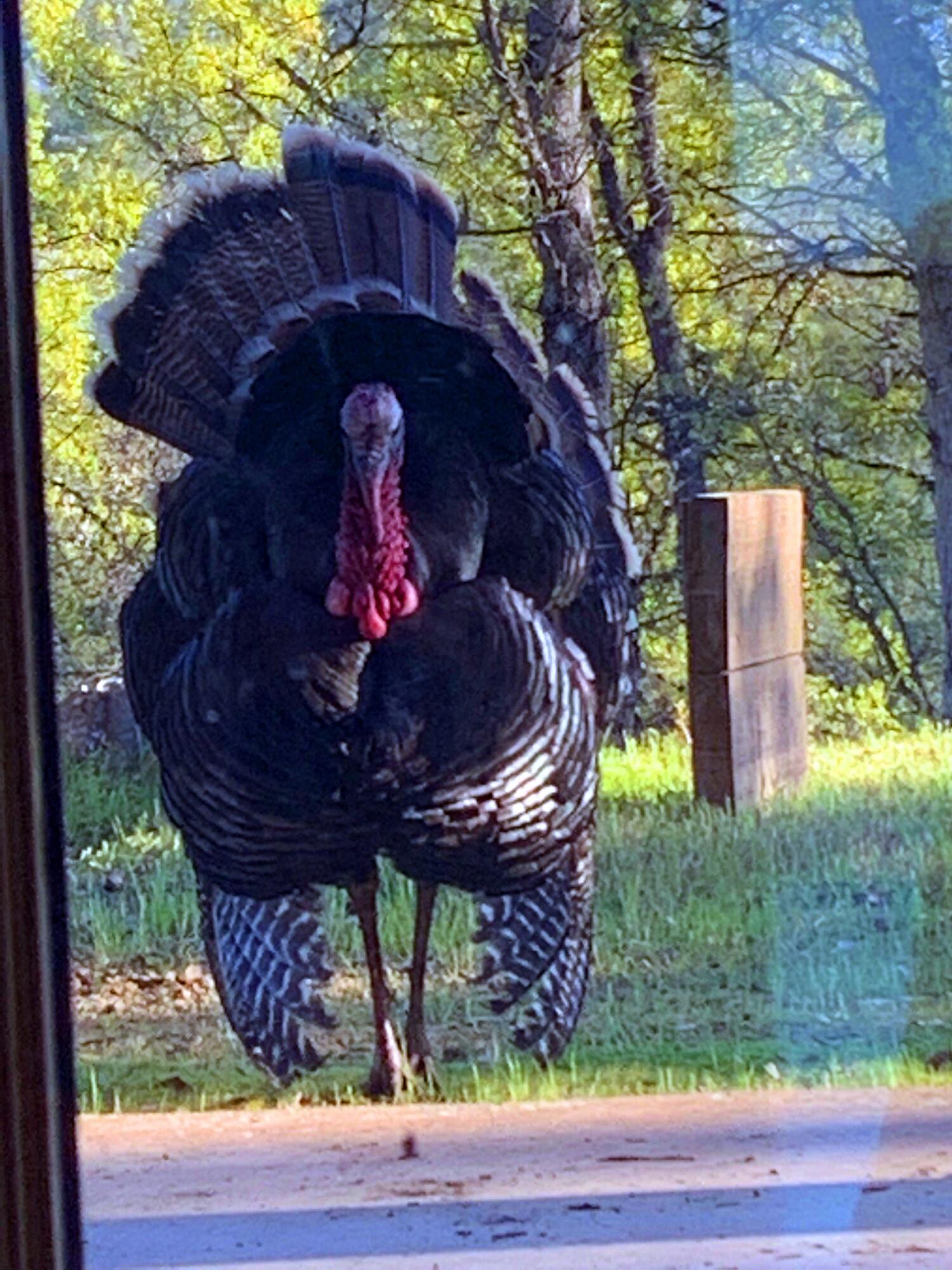 6050 Junkans Road Igo, CA 96047 - Photo 17 of 50 b turkey