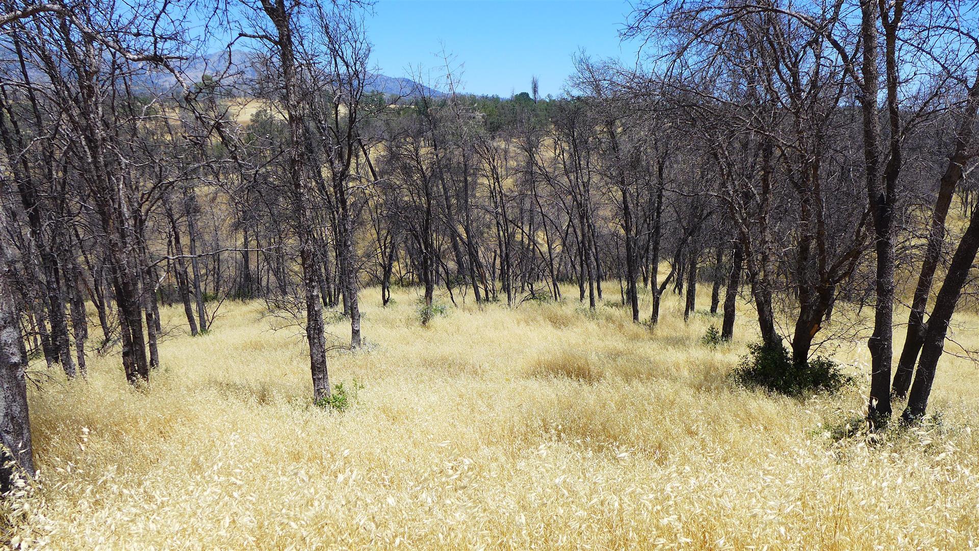 6050 Junkans Road Igo, CA 96047 - Photo 33 of 50 P1070780