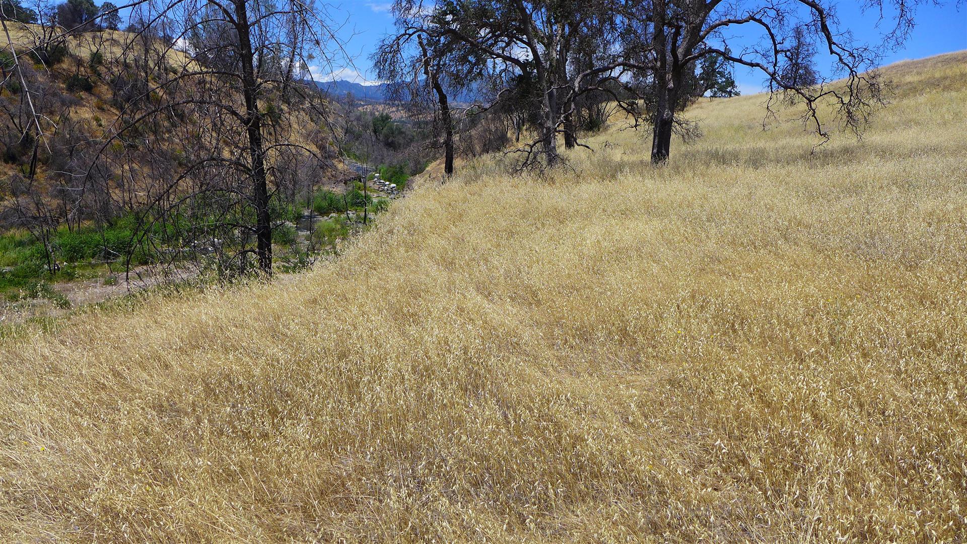 6050 Junkans Road Igo, CA 96047 - Photo 37 of 50 P1070786