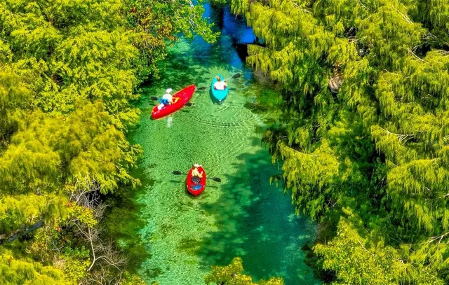 a view of a yellow and red tree