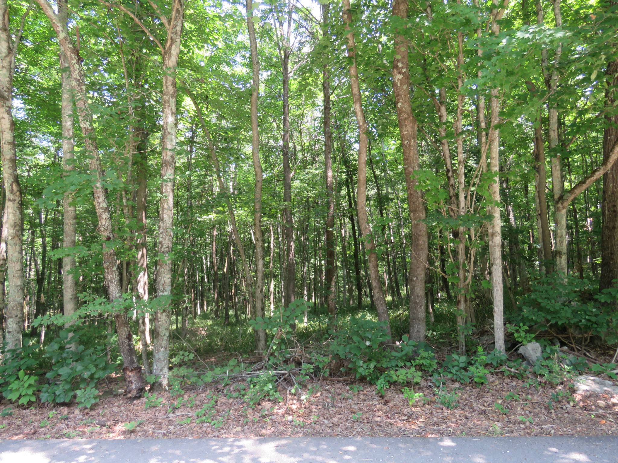 a view of outdoor space and trees