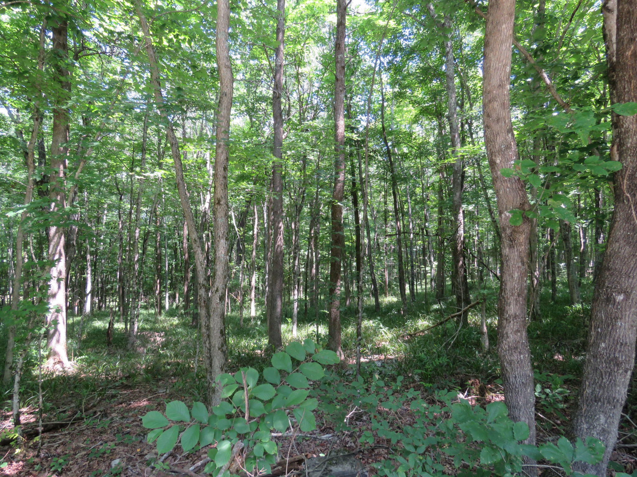 0 Fire Tower Road Southeast Sparta, TN 38583 - Photo 2 of 9 a view of forest