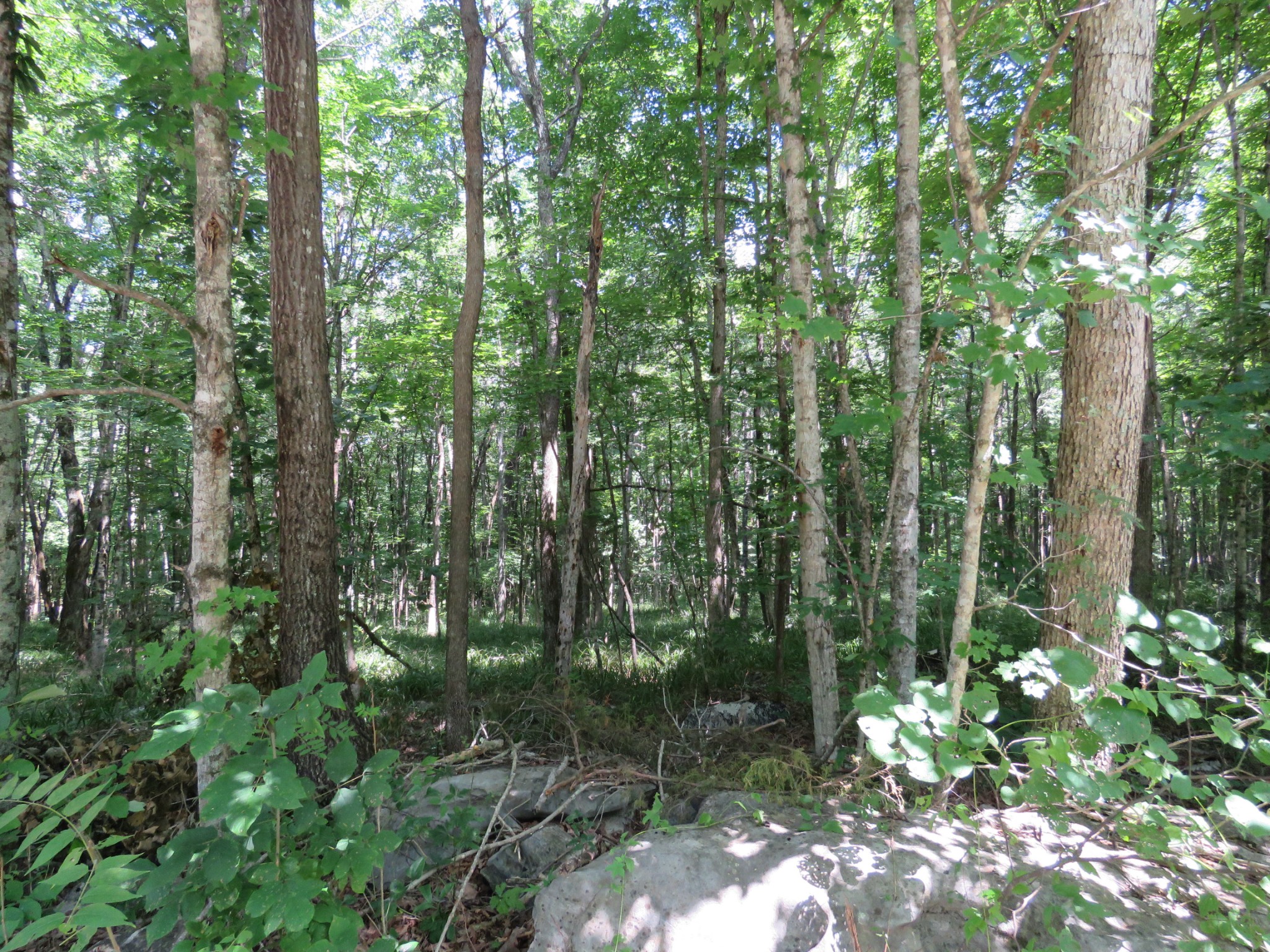 0 Fire Tower Road Southeast Sparta, TN 38583 - Photo 3 of 9 a view of forest