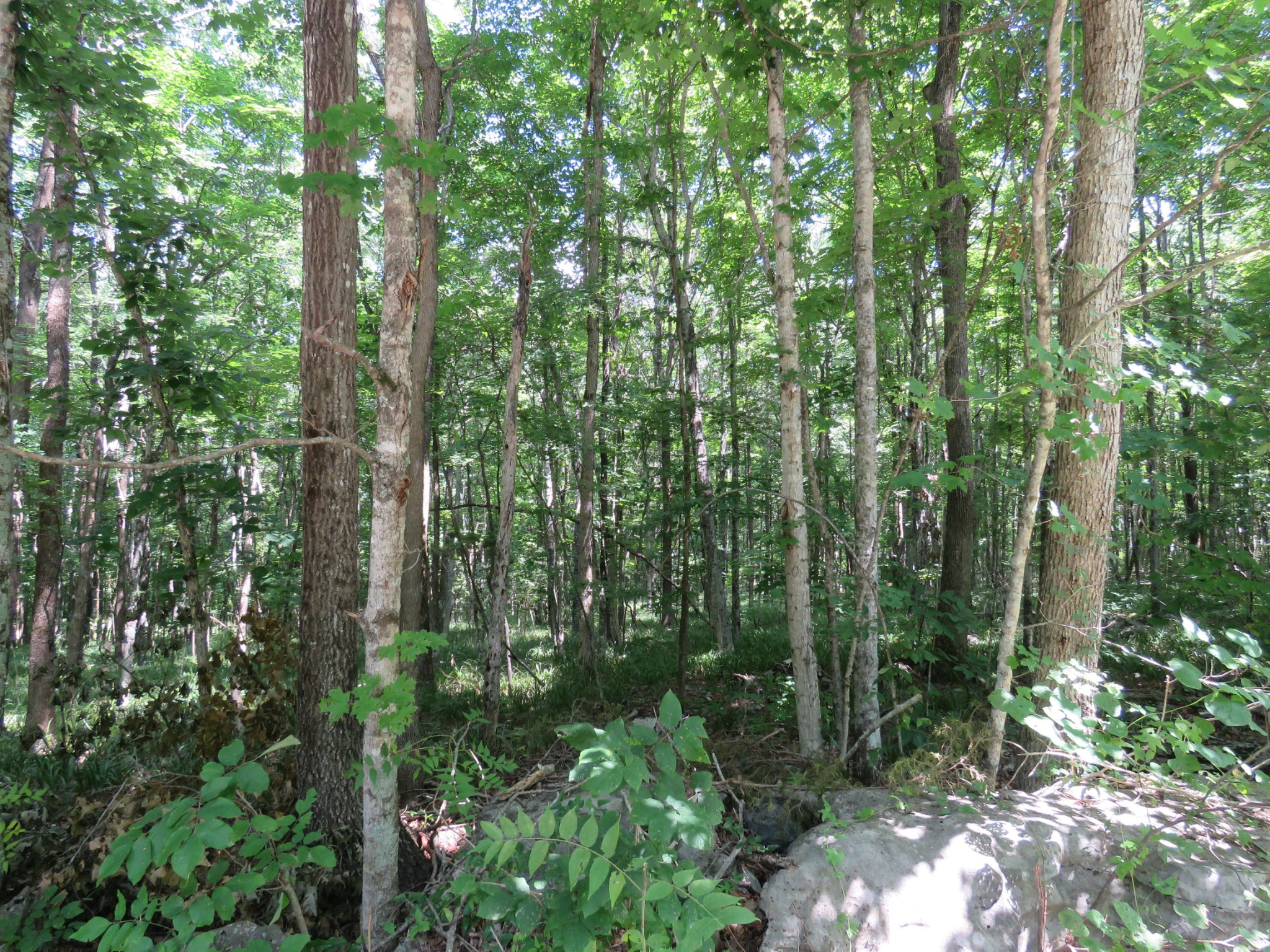 0 Fire Tower Road Southeast Sparta, TN 38583 - Photo 4 of 9