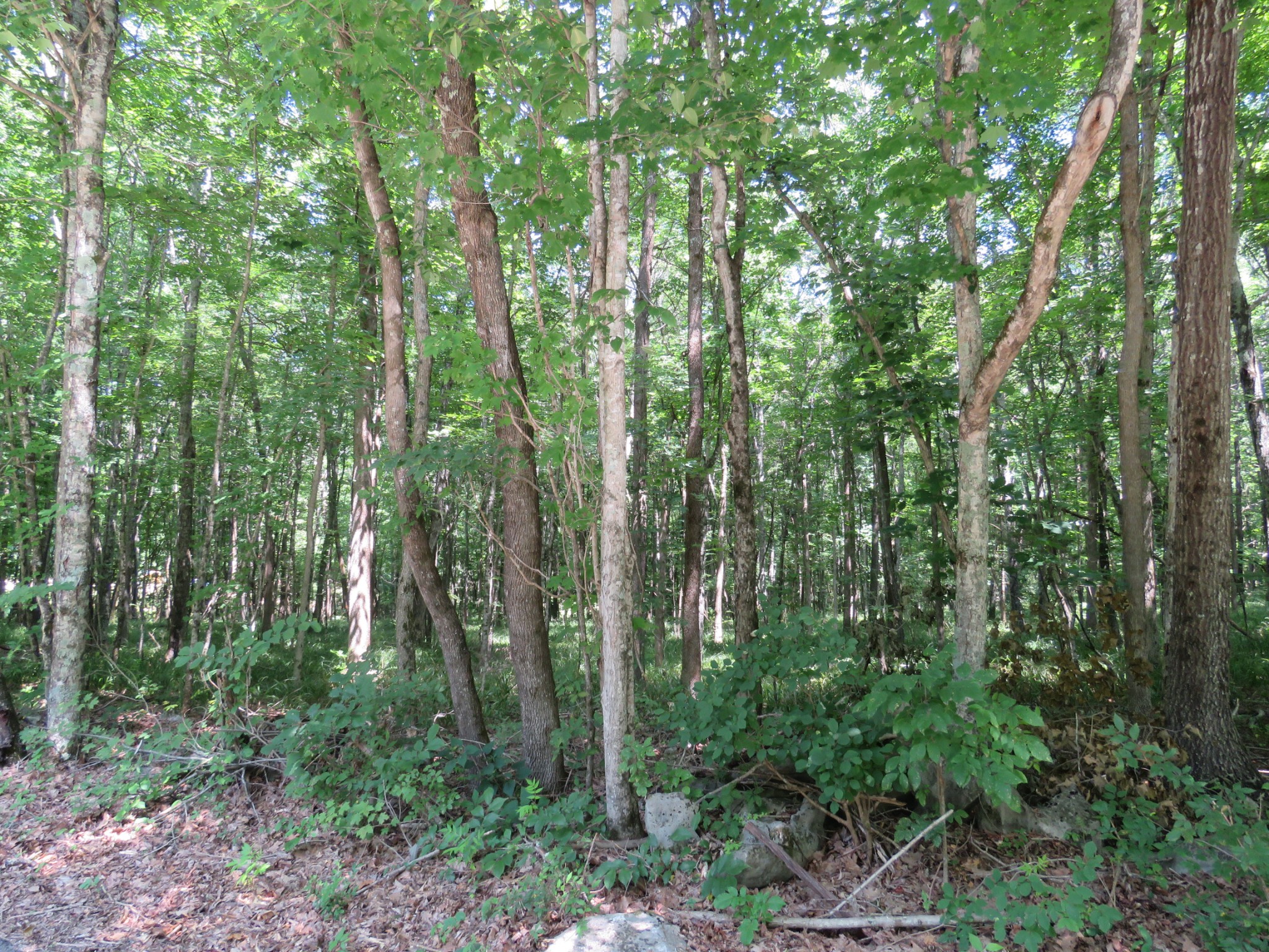 0 Fire Tower Road Southeast Sparta, TN 38583 - Photo 5 of 9 a view of forest