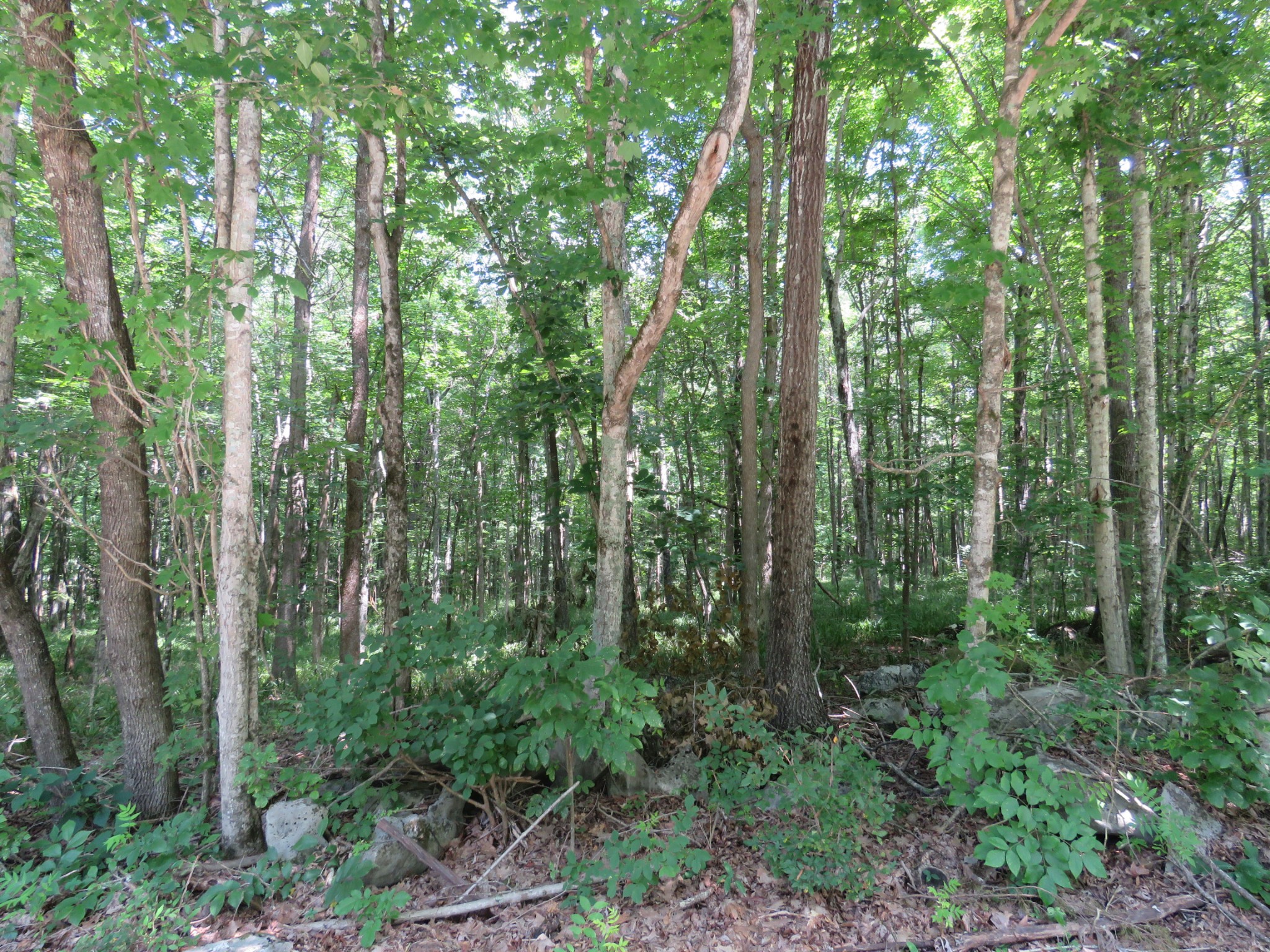 0 Fire Tower Road Southeast Sparta, TN 38583 - Photo 6 of 9 a view of forest
