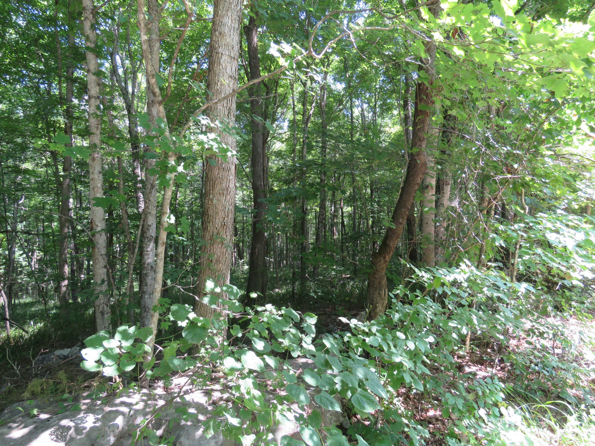 0 Fire Tower Road Southeast Sparta, TN 38583 - Photo 7 of 9 a view of forest